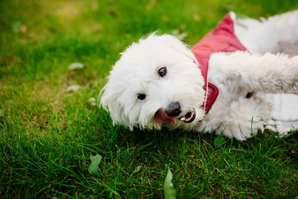 Šunų valgymo sutrikimai: kodėl jūsų šuo valgo žolę